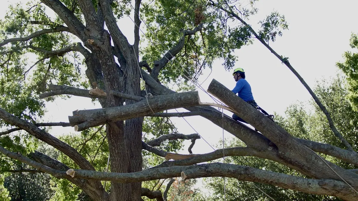 Professional Crown Thinning performed by certified arborists in Topping
