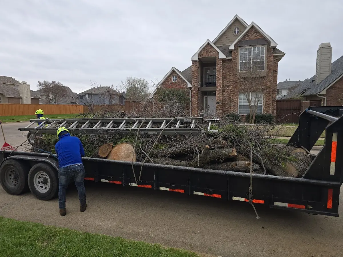 Expert Tree Pest Control with proper safety equipment in Topping